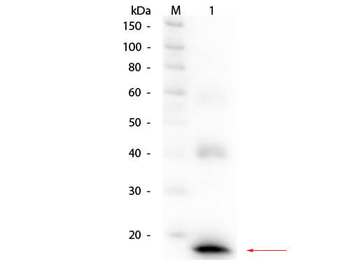 IL-1 Beta Antibody Biotin Conjugated