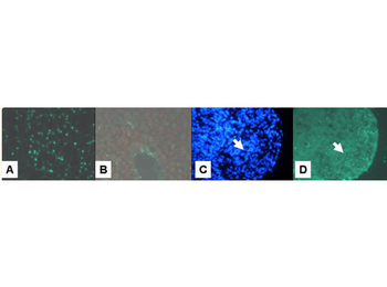 Fluorescein (FITC) Antibody