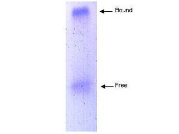 APOLIPOPROTEIN A-I Antibody