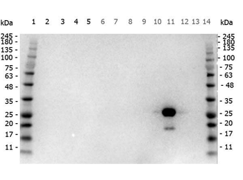 GFP Antibody Peroxidase Conjugate
