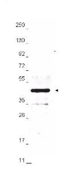 HA Epitope Tag Antibody