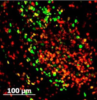 GFP Antibody Fluorescein Conjugated