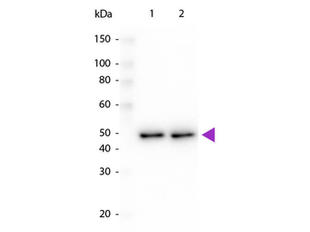 DYKDDDDK Tag (Anti-FLAG) Antibody Peroxidase Conjugated