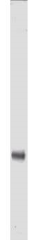 MYC Epitope Tag Antibody Biotin Conjugated