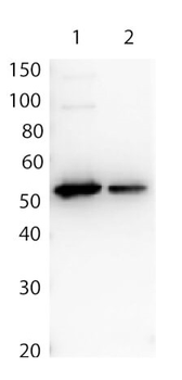 DYKDDDDK Tag (Anti-FLAG) Antibody Biotin Conjugated