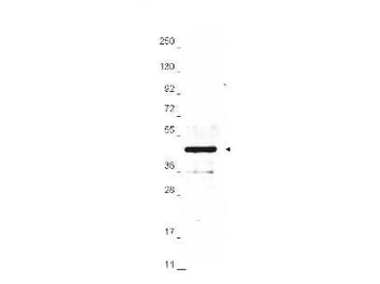 HA Epitope Tag Antibody Biotin Conjugated