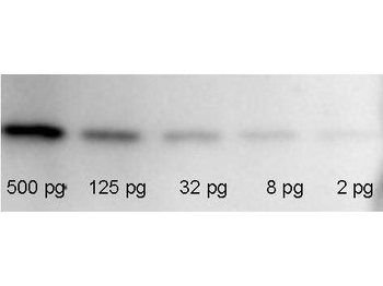 RFP antibody