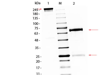 Chicken IgG Antibody