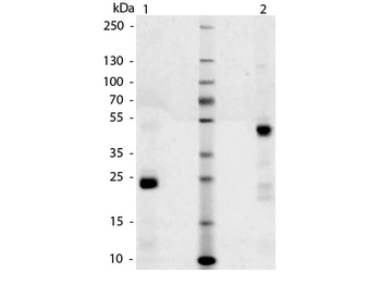 Dog IgG Fab Antibody