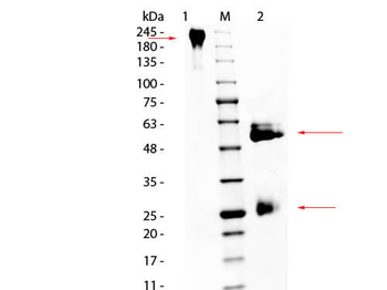 Horse IgG Antibody