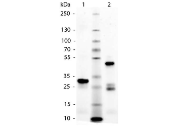 Horse IgG F(c) fragment Antibody
