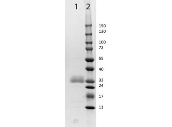 Horse IgG F(ab')2 Antibody