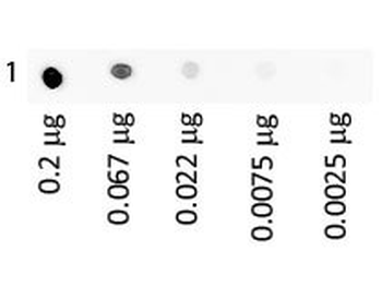 Human IgA protein (FITC)