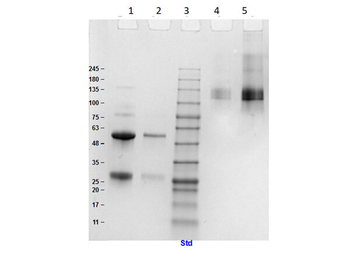 Sheep IgG Antibody