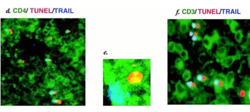 Sheep IgG Fab Antibody