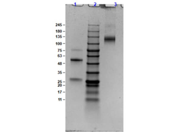 Bovine IgG (H&L) Antibody