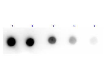Dog IgM mu chain Antibody Peroxidase Conjugated