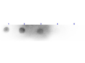 Mouse IgM (H&L) Antibody Peroxidase Conjugated