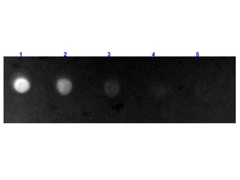 Bovine IgG (H&L) Antibody Fluorescein Conjugated