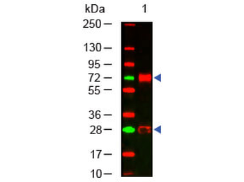 Chicken IgG (H&L) Antibody