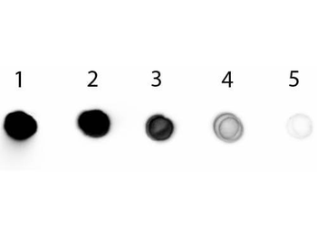 Chicken IgG F(ab')2 Antibody Alkaline Phosphatase Conjugated
