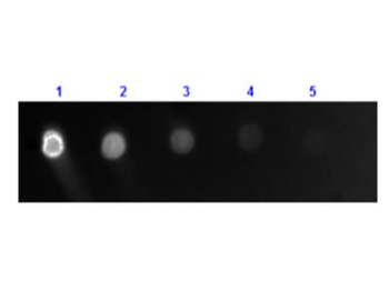 Dog IgG (H&L) Antibody Fluorescein Conjugated