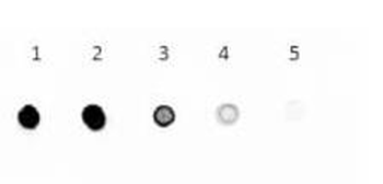 GOAT IgG (H&L) Secondary Antibody Alkaline Phosphatase Conjugated