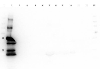 Guinea Pig IgG (H&L) Antibody Peroxidase Conjugated Pre-Adsorbed