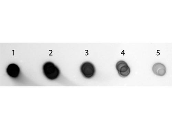 Guinea Pig IgG (H&L) Antibody Alkaline Phosphatase Conjugated Pre-Adsorbed