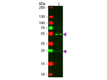 Horse IgG (H&L) Antibody Texas Red Conjugated