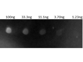 Human IgG (H&L) Antibody Rhodamine Conjugated