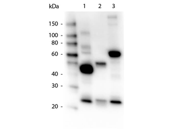Human IgG IgA IgM (H&L) Antibody Peroxidase Conjugated
