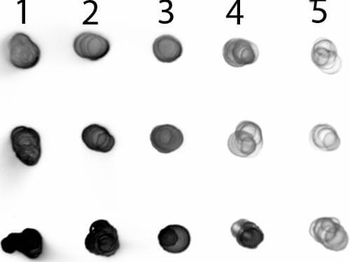 Human IgG IgA IgM (H&L) Antibody Alkaline Phosphatase Conjugated