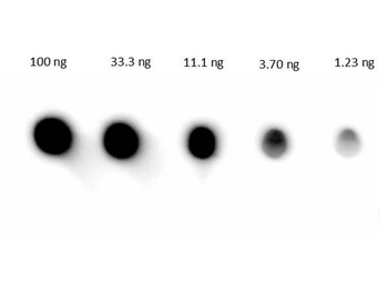 Human IgG (H&L) Antibody Peroxidase Conjugated