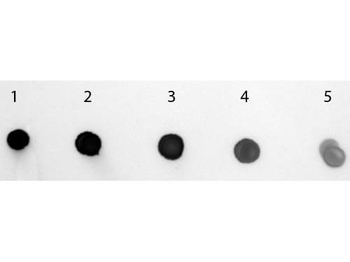 Human IgM (mu chain) Antibody Alkaline Phosphatase Conjugated
