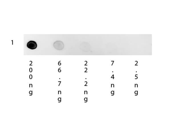 Human IgG (H&L) Antibody Rhodamine Conjugated