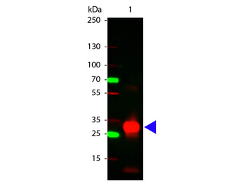 Human IgG Fc Antibody