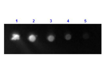 Human IgG Fc Antibody Fluorescein Conjugated