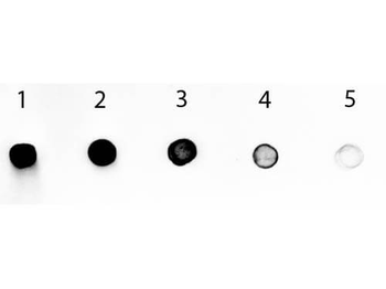 Human IgG Fc Antibody Alkaline Phosphatase Conjugated