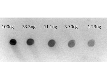 Human IgG (gamma chain) Antibody Alkaline Phosphatase Conjugated