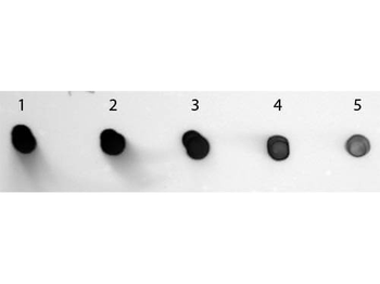 Human IgG (H&L) Antibody Alkaline Phosphatase Conjugated