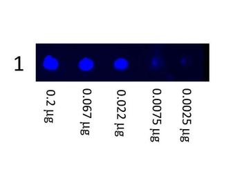 Mouse IgG (H&L) Secondary Antibody Fluorescein Conjugated Pre-Adsorbed