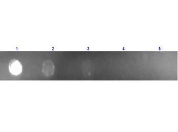 Mouse IgG (H&L) Antibody Rhodamine Conjugated Pre-Adsorbed
