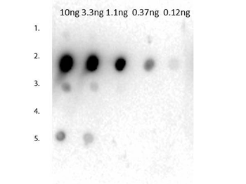 Mouse IgG2a Antibody
