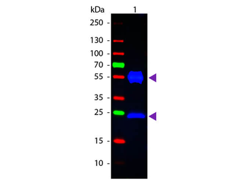 Mouse IgG (H&L) Secondary Antibody Fluorescein Conjugated