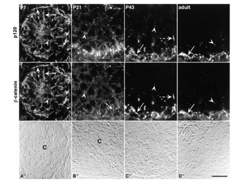 Mouse IgG1 Secondary Antibody Fluorescein Conjugated
