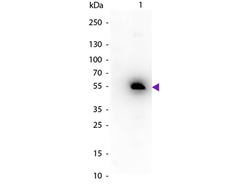 Mouse IgG1 Secondary Antibody Peroxidase Conjugated