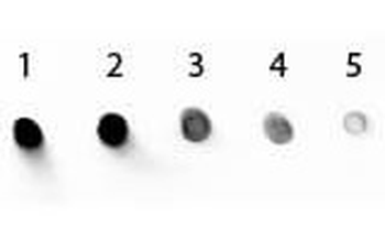 Mouse IgG1 Secondary Antibody Alkaline Phosphatase Conjugated