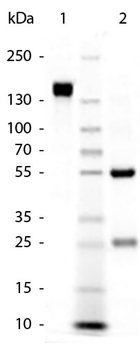 Rabbit IgG (H&L) Antibody Pre-adsorbed