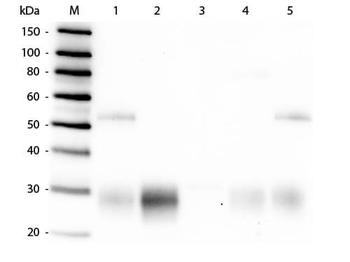 Rabbit IgG F(ab')2 Antibody Fluorescein Conjugated